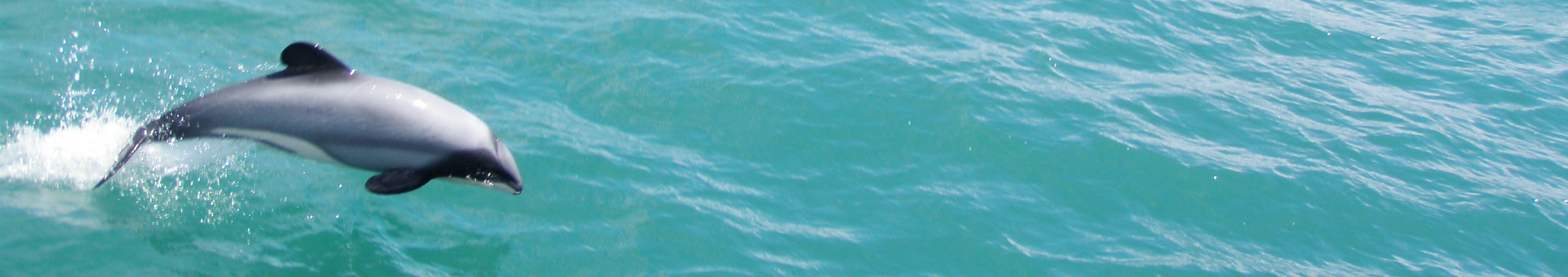 Hector dolphin leaping
