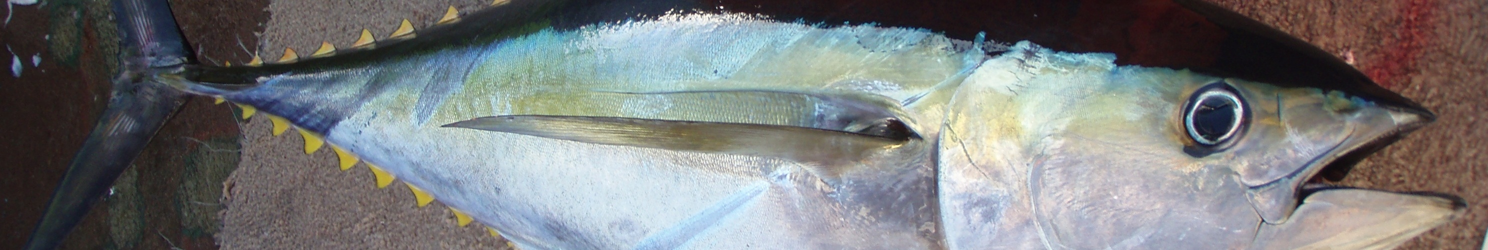 Yellowfin tuna