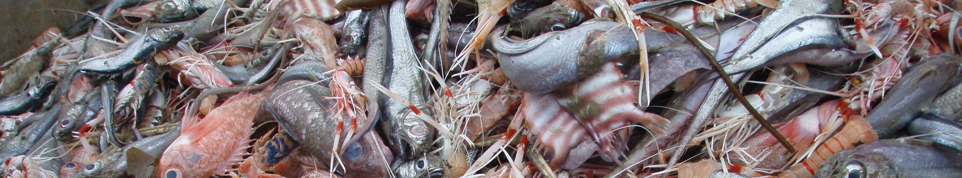 Scampi trawl