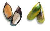 Image drawing for Green-Lipped Mussel (GLM)