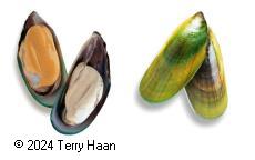 Image drawing for Green-Lipped Mussel (GLM)