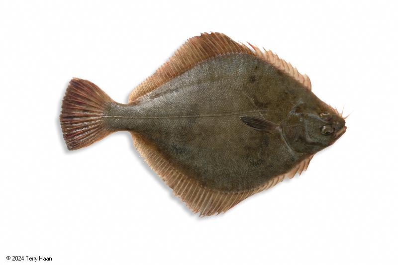 Image drawing for Sand Flounder (SFL)