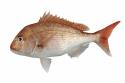Coloured profile of a snapper. 