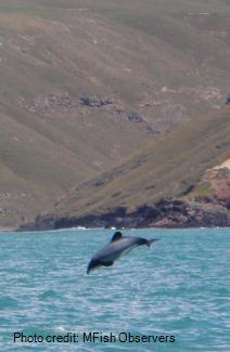 Hector dolphin leaping