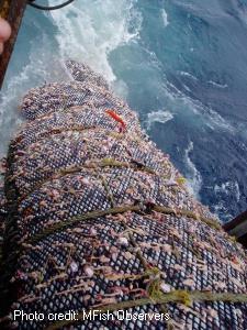 Hauling in the cod end