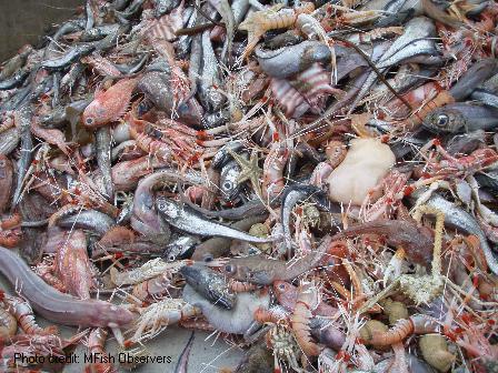 Mixed species trawl
