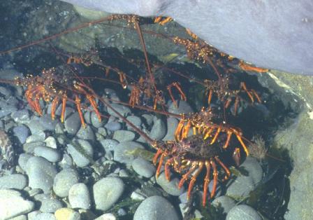 Group of Rock Lobster