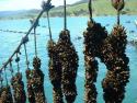 Mussel line close up