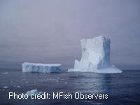 Iceberg