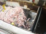 Ling trawl into factory pound