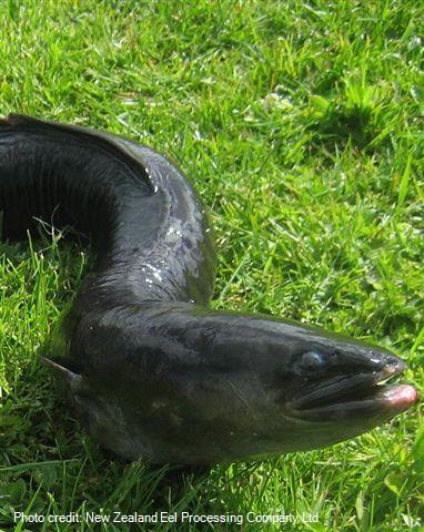 Eel on grass