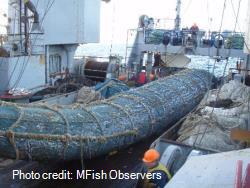 Cod end full of squid (SQU)