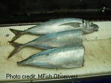 Processed and unprocessed fish