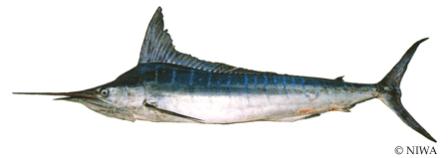 Striped Marlin (STM)