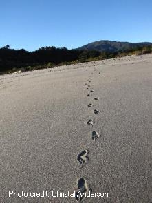 Footprints in the sand, West Coast, South Island