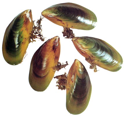 Green%20lipped%20mussel.jpg