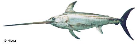 Swordfish