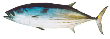 Skipjack tuna