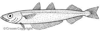 Image drawing for Southern blue whiting (SBW)