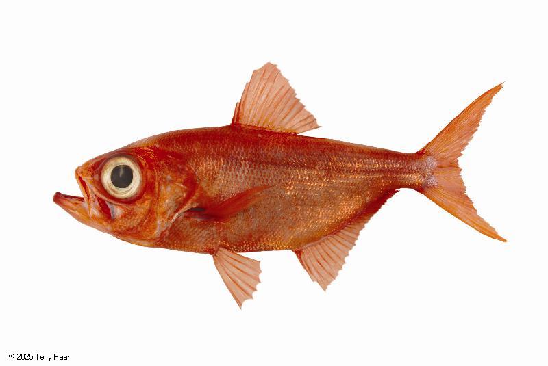 Species photo for alfonsino.jpg