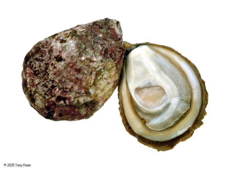 Species photo for dredge_oyster.jpg