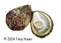 foveaux strait dredge oysters