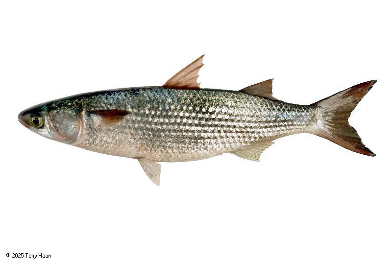 Image drawing for Grey Mullet (GMU)