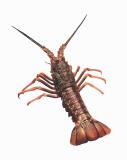 Species photo for Lobster.tiff.jpg