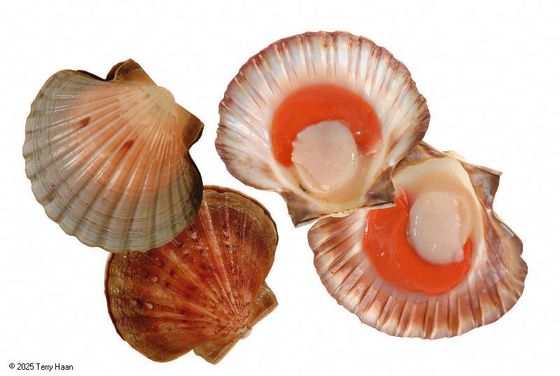 Image drawing for Scallop (SCA)