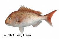 Species photo for Snapper (SNA)