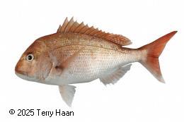 Species photo for Snapper (SNA)