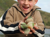 Cockles