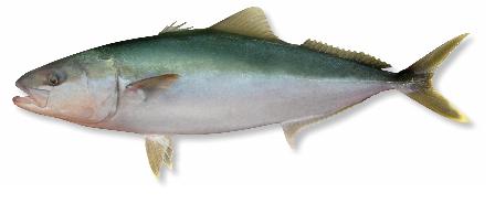 a kingfish