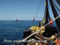 Purse seiners fishing