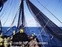 Purse seine fishing hauling in net