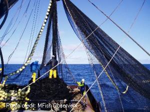 Purse seine fishing hauling in net