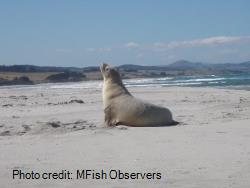 New Zealand sea lion