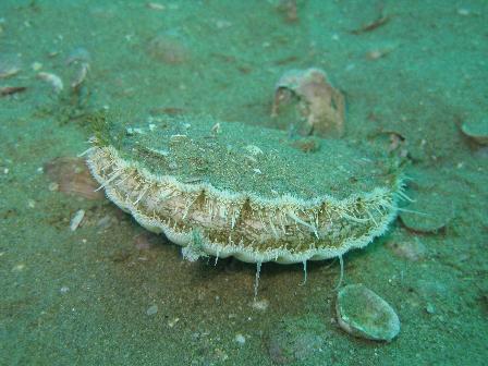 Waipu, Northland, New Zealand, Colourful scallop shells