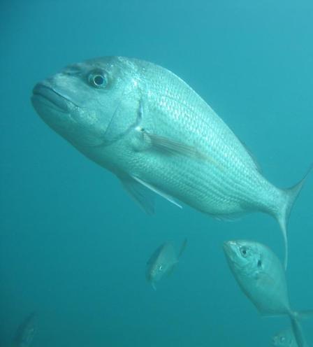 Snapper and trevally