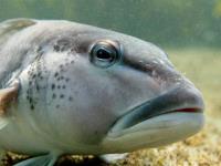 Blue cod