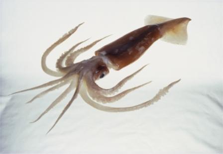 Arrow squid