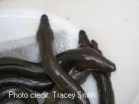 Eels in bucket