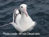 Southern Royal Albatross