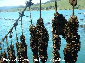 Mussel line close up