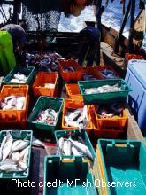 Selection of mixed fish in bins