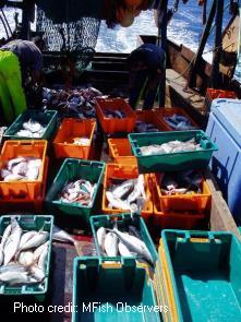 Selection of mixed fish in bins