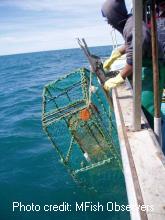 Setting Rock lobster pots