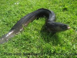 Eel on grass