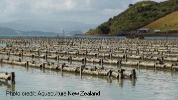 Oyster farming