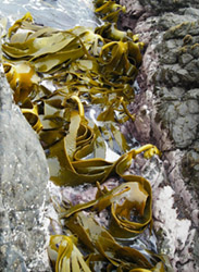 Durvillea antarctica Bull kelp